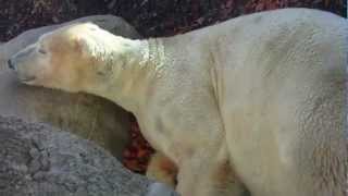 The Polar Bear Song  Dedicated for Yoghi and Giovanna  Tierpark Hellabrunn [upl. by Ahsat438]