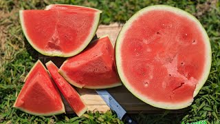 Tips for Harvesting A Juicy Watermelon  Crimson Sweet 🍉 garden watermelon [upl. by Sanbo]