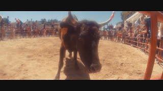 FERIA ALÈS 2019  vachettes ventre glisse centre équestre lancer de paëlla maquillages [upl. by Lebam281]