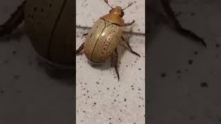 Christmas Beetle flying away in Queensland shorts [upl. by Efioa]