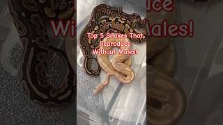 Top 5 Snakes That Reproduce Without Males [upl. by Wemolohtrab302]