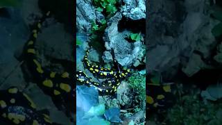 Fire salamander in Europe [upl. by Tsuda]