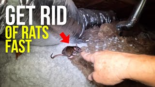 Ceiling FULL of RATSBest way to find and remove rats and mice [upl. by Eenafets]