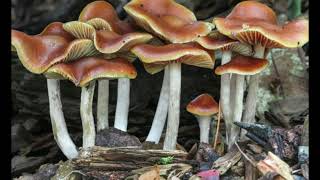 Psilocybe Cyanescens  Wavy Cap  Magic Mushrooms [upl. by Etolas]