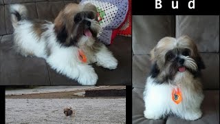 Nosso Cachorro LHASA APSO Filhote  A Felicidade do Cachorro Quando Chegamos Em Casa Lhasa Apso Bud [upl. by Ettennej]