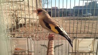 The powerful singing is the best himalayan gold finch [upl. by Bubalo]