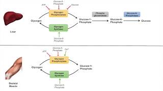 Glycogen Metabolism  Glycogenolysis  Pathway Enzymes and Regulation [upl. by Ariak]