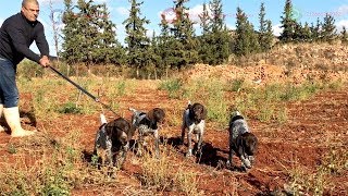 Dressage Chien de Chasse Braque Allemand  Elevage Meknes [upl. by Aicelaf]