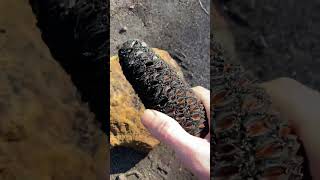 Banksia pod seed extraction The easy as way to Banksia seeds [upl. by Ahseekat340]