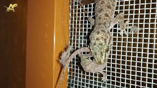 House Gecko eats Baby Lizard quotOnly for Strong heartsquot [upl. by Aggi]