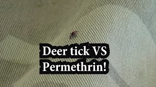 Deer Tick VS Permethrin [upl. by Anined]