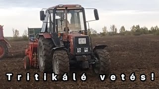 TRITIKÁLÉ VETÉS  Mtz 8202  Farmol vetőgép [upl. by Enirehs447]