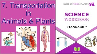 7 Transportation in Animals and Plants  Class7Science  Workbook Solutions [upl. by Arramahs]