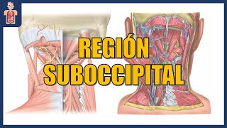 ANATOMÍA  REGIÓN SUBOCCIPITAL MÚSCULOS SUBOCCIPITALES TRIÁNGULO SUBOCCIPITAL Y RELACIONES [upl. by Hollinger]