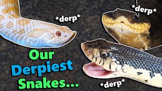 Hognose Snake Feeding and Fun Facts [upl. by Dyanne]