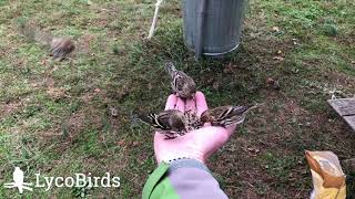 Hand Feeding Birds Pine Siskins [upl. by Arraic483]