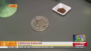 California Cultured Chocolate [upl. by Leo957]