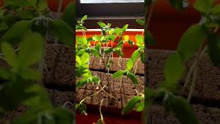 Indeterminate tomato seedlings in Oasis sponge [upl. by Aradnahc381]