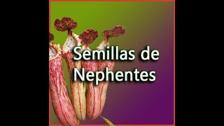 SEMILLAS DE NEPHENTES [upl. by Wittenburg]