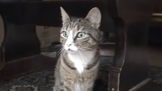 Angry Cat makes Funny Sounds [upl. by Arevle]