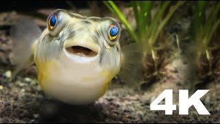 Fahaka Pufferfish  African Nile River Biotope Tetraodon Lineatus  4K [upl. by Halonna555]