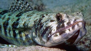 Lizardfish  fascinating facts about sea creatures with terrifying teeth [upl. by Studner]