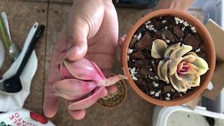 Echeveria Rainbow care guide [upl. by Iphigenia]