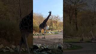 Medley Tierpark Berlin 🐾 [upl. by Nraa]