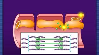 Action potential and muscle contractionMcGraw Hill [upl. by Delbert]