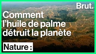 La culture de lhuile de palme menace la planète [upl. by Eeluj471]