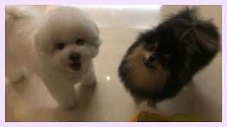 BTS V Shares Adorable Moment of Yeontan Meet His New Friend For Playdate [upl. by Sokcin]