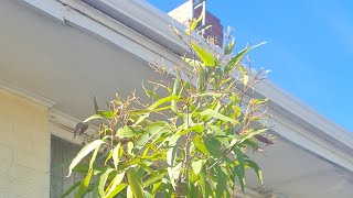 Corymbia citriodora aka Lemonscented eucalyptus Lemonscented gum [upl. by Araeic173]