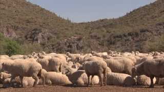 Sheep Special  Americas Heartland Episode 911 [upl. by Graehme]