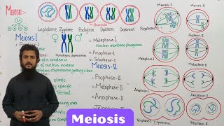 Meiosis  stages of meiosis  class 12 [upl. by Berk]