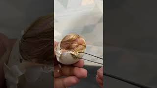 Incredible egg hatching incubator chicks [upl. by Tuppeny]