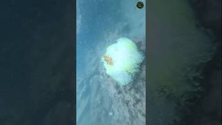 Nemo Fish spotting in sea Krabi Thailand Ep 4 krabi thailand 7islandtour krabithailand [upl. by Alol]