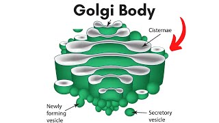 Golgi body Location and Function [upl. by Camille]