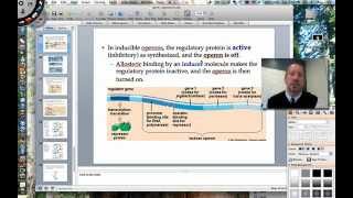 The Lactose Operon [upl. by Ha]