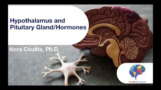 Hypothalamus and Pituitary GlandHormones [upl. by Kapor]