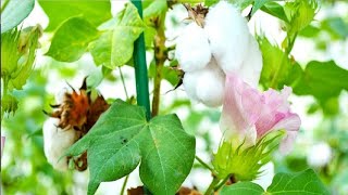 Effect of Drought on Trichome Density and Length in Cotton Gossypium Hirsutum [upl. by Hareehat116]