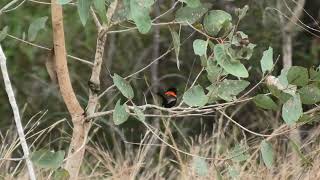 Redbacked Fairywren 16 [upl. by Luelle3]