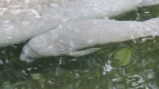 Zeekoe jong  Manatee Calf  Burgers Zoo 2019 [upl. by Raoul]