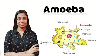 Amoeba  in detail   All About Biology [upl. by Gurl287]