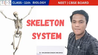 SKELETON SYSTEM  COUNT 206 BONES EASILY BY Dr SHUBHAM SINGHIMS BHU [upl. by Devy]