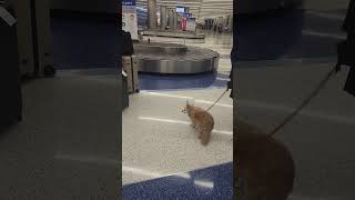 Dogs Adorable Airport Wait for Its Owner bags 🐾✈️ AirportDog CutePets DogsOfYouTube [upl. by Glaser867]