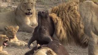 Lion Hunt ❗️ Lions Tear Off And Eat Testicles Of A Still Alive Wildebeest [upl. by Anirtruc]