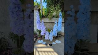 Delphinium Giant Flower  order wa 0895412529317 flowers bungadekorasi giantflowers [upl. by Ecnerolf]