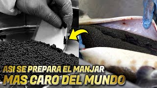 Así se Prepara el CAVIAR El manjar más MAS CARO del MUNDO [upl. by Asyle]