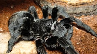 Handling a big grammostola pulchra tarantula [upl. by Hafler]