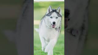 dog pupyy doglover pappy puppy love animals animal viral pupieshusky pitbull [upl. by Ib]